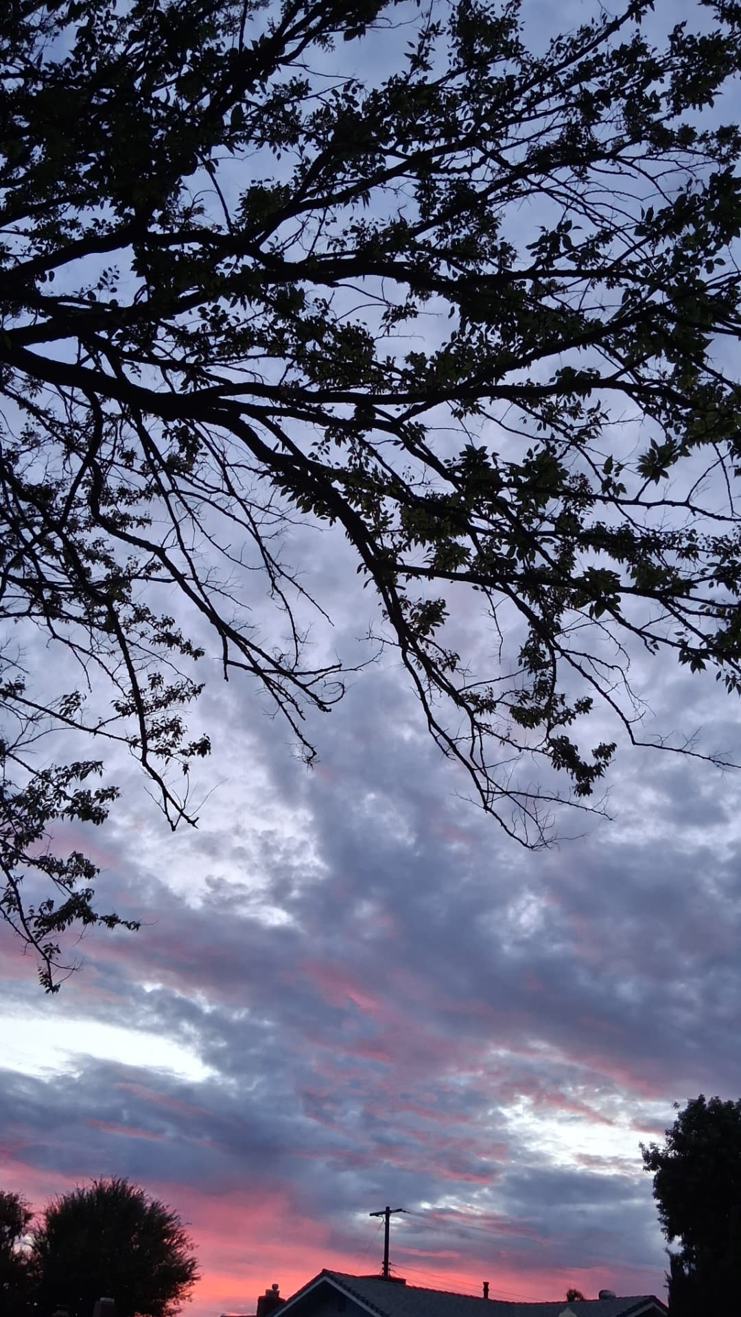 Warm sunset light glowing through a leafy canopy