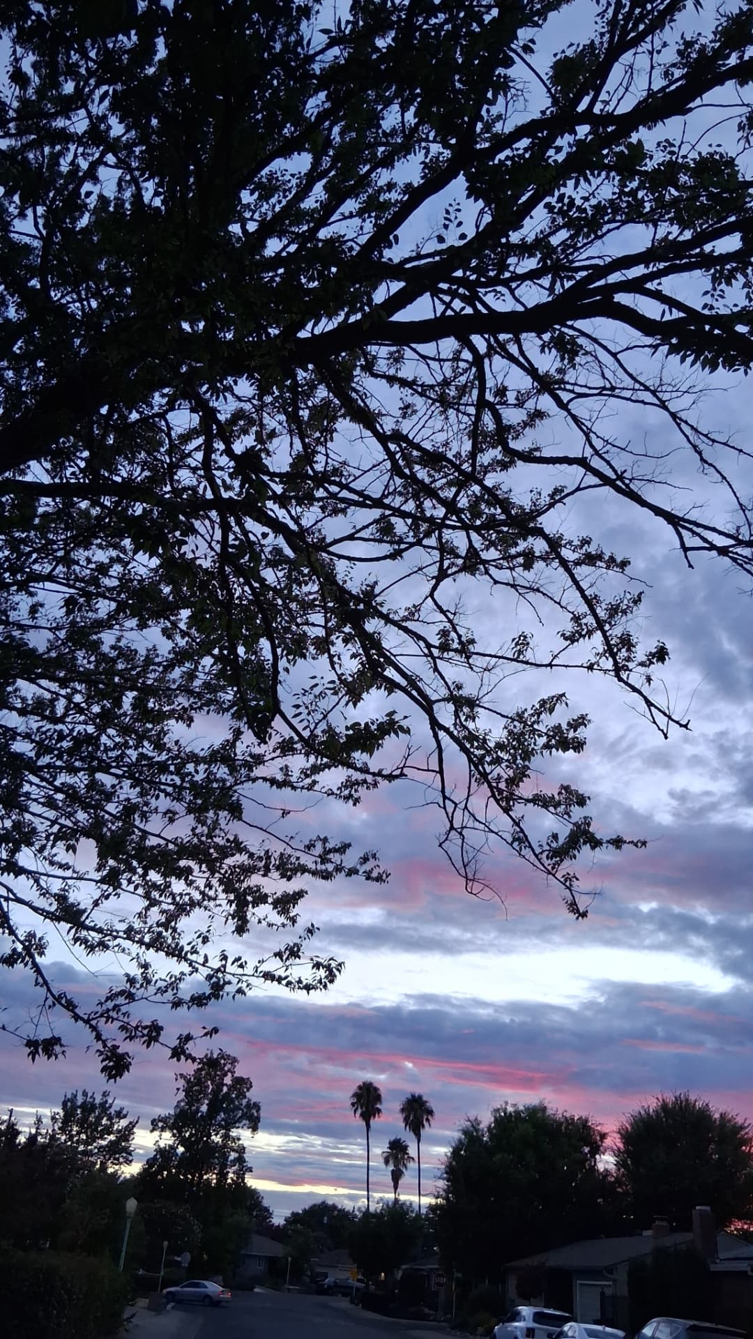 Orange sunset framed by dark tree branches