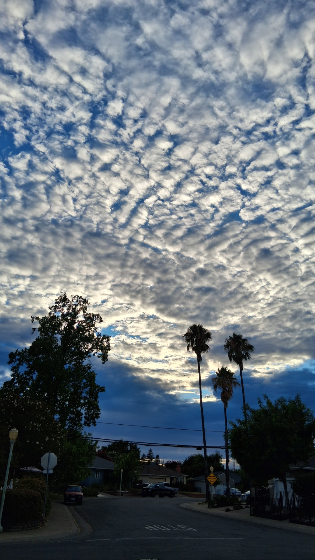 Sunlit clouds rising above silhouetted palm trees